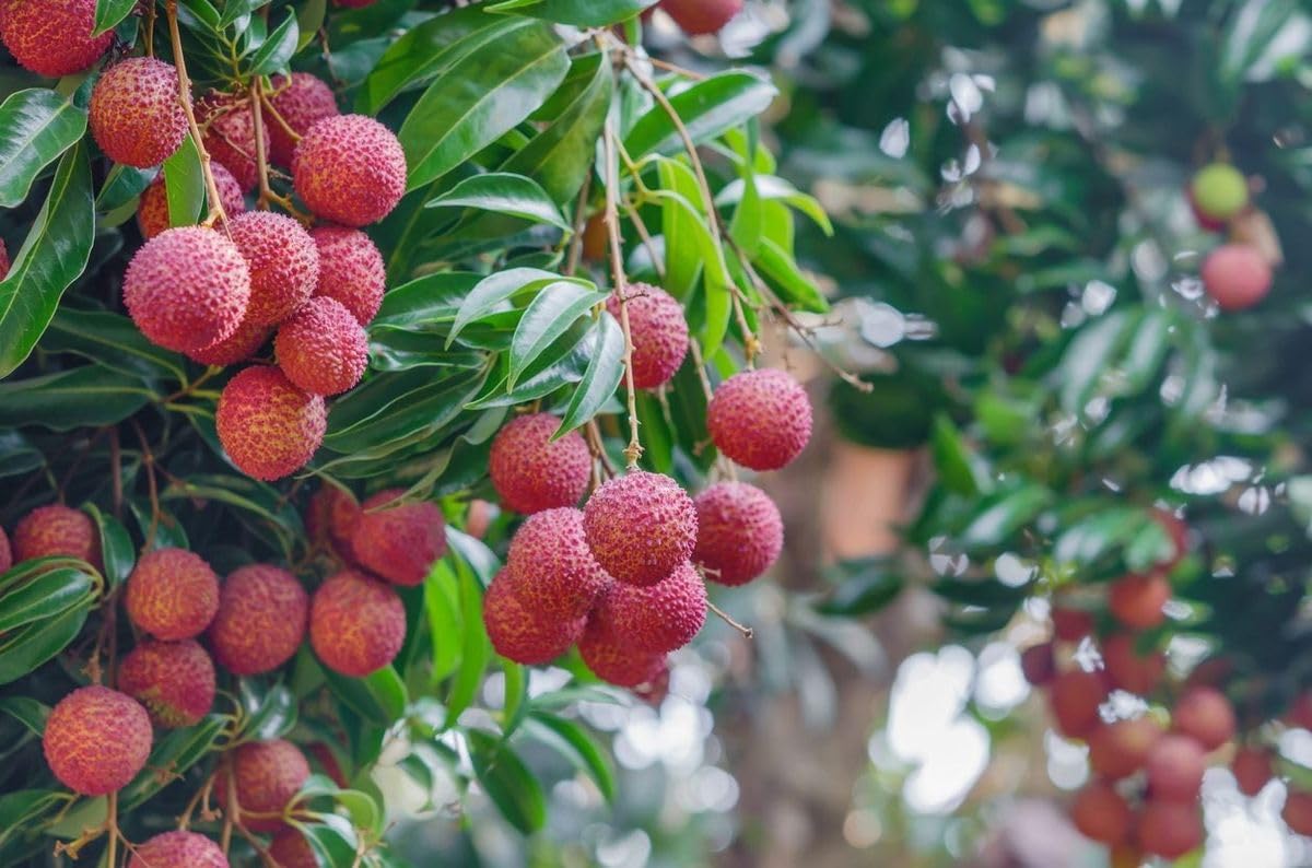 Lychee Fruit Tree Live Plant, Litchi chinensis, Seed Grown 8-12 Inch, Tropical Fruit Tree for Outdoor Growing, USDA Zones 9-11