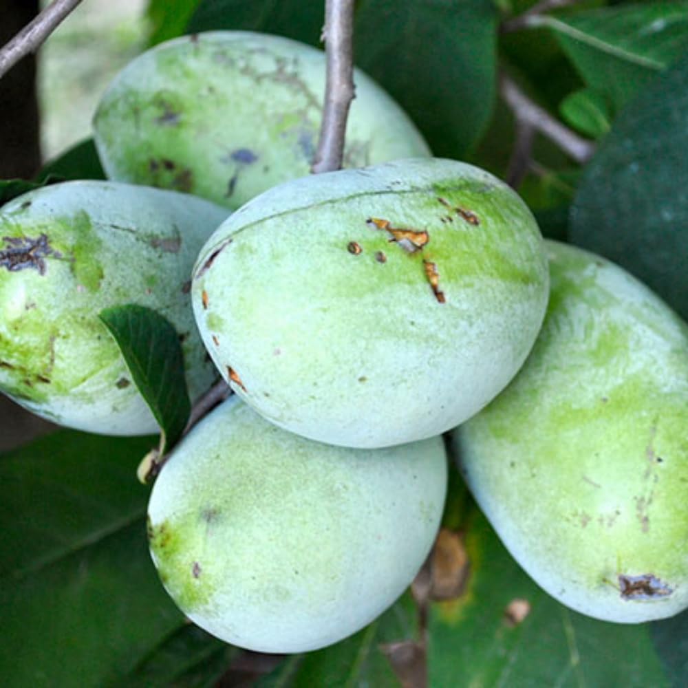 Pawpaw Tree Live Plant, Paw Paw Trees Plants Live in Quart Pot, Asimina Triloba Trees for Planting, 6-12" Tall Live Plants