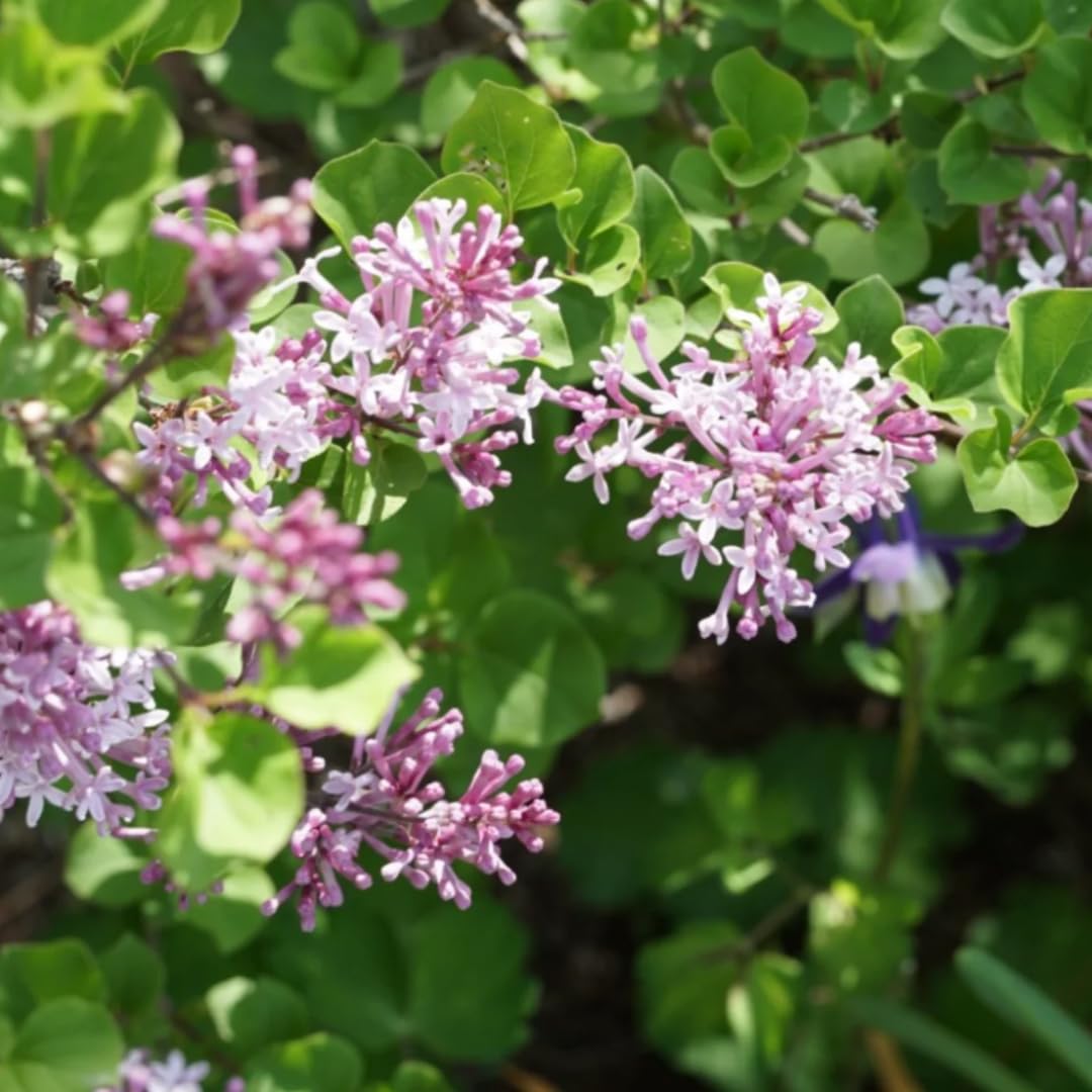 Lilac Live Shrub in Quart Pot, Vibrant Pink Blooms, Spring Fragrant Flower Bushes, Easy Grow, Outdoor Garden Planting