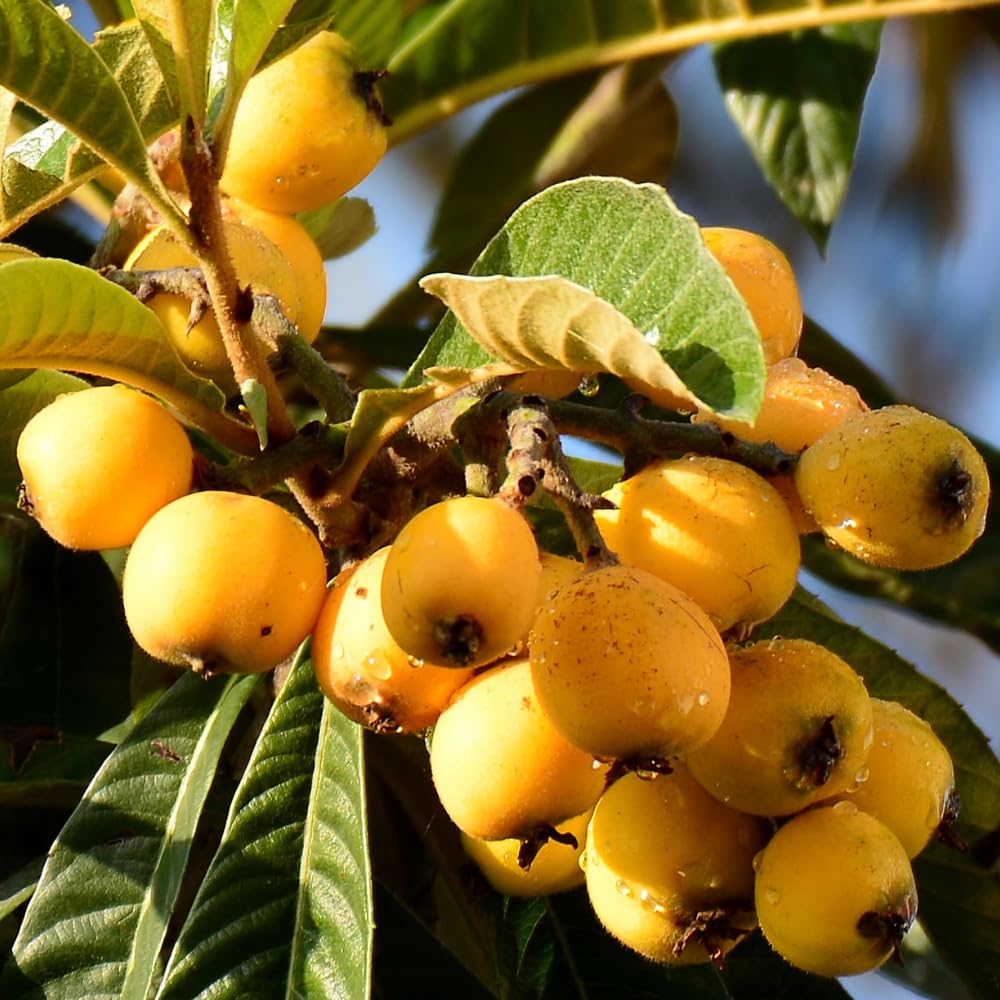 Loquat Tree Live Plant in 4" Pot, 5-9 Inch Tall Fruit Tree Seedling, Hardy Loquat Plant for Outdoor Growing