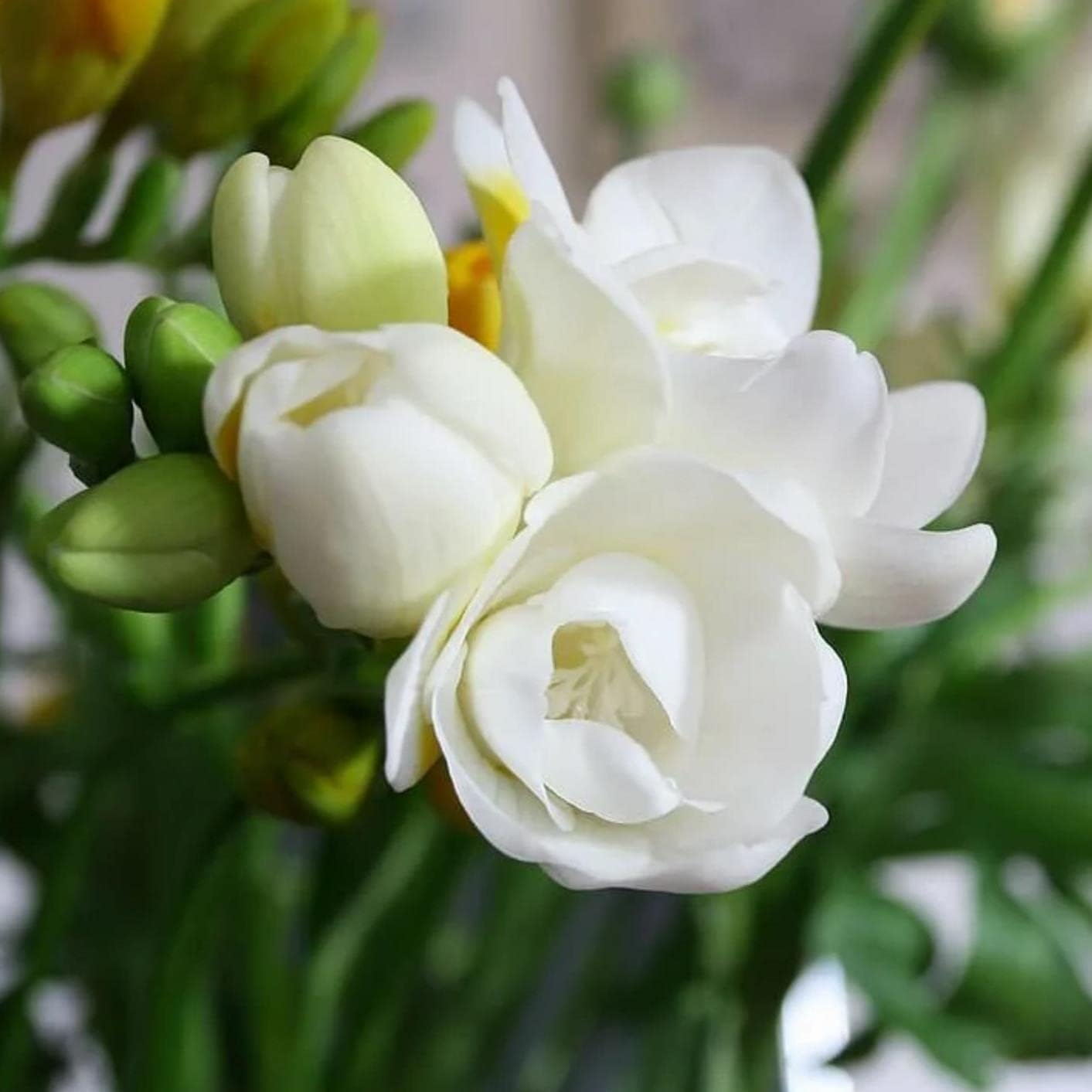 200+ Climbing Jasmine Flower Seeds for Planting Fragrant Plant Seeds Non-GMO Garden Home Jasmine Garden Balcony Climbing Flower