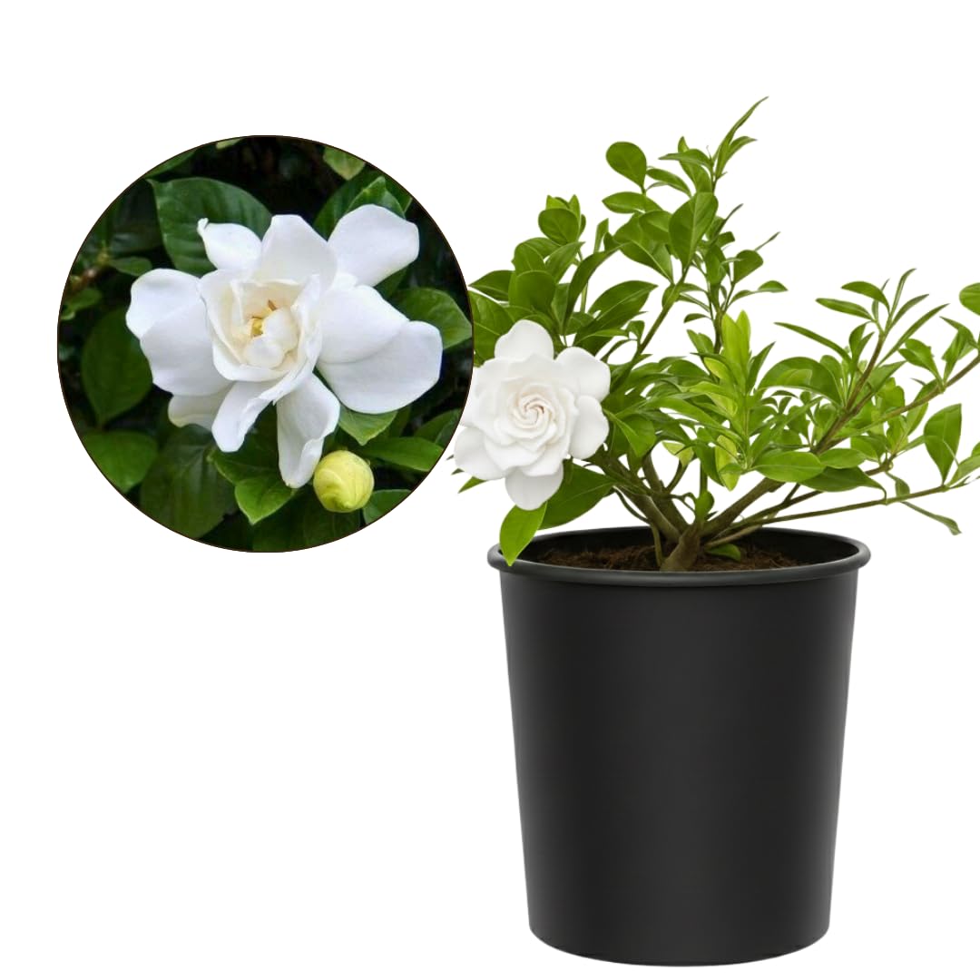 My Shelfie – Gardenia Jasminoides ‘Veitchii’, 1-Gallon Live Fragrant White Flowering Evergreen Shrub for Outdoor Garden, Patio Containers, and Landscape Planting (2)