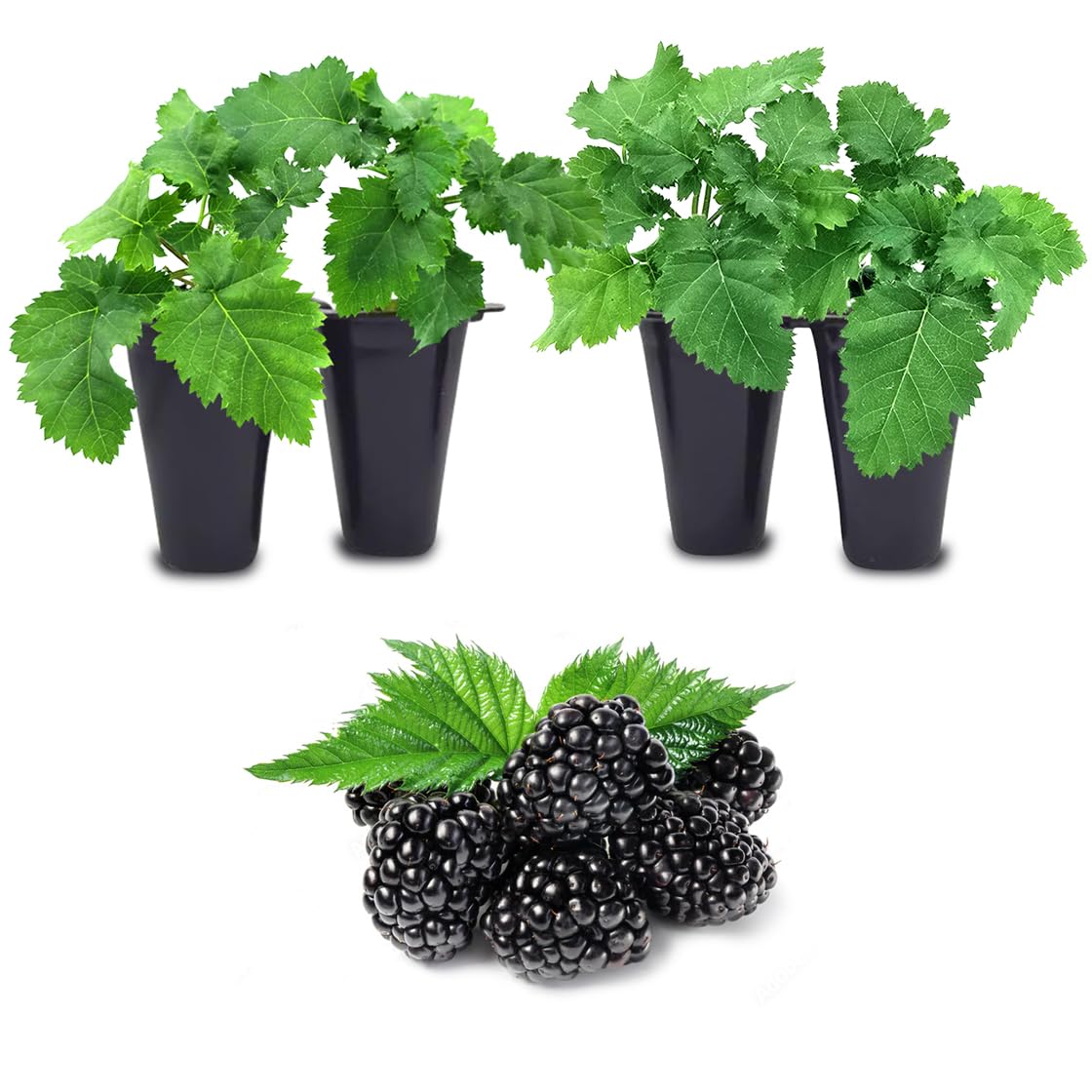 BlackBerry Plant Freedom-Ark (4 Pack) | Live Fruit Plant for Planting | Thornless & High-Yielding Variety | Large, Sweet & Juicy Berries | Perfect for Fresh Eating & Organic Gardens | Easy to Grow