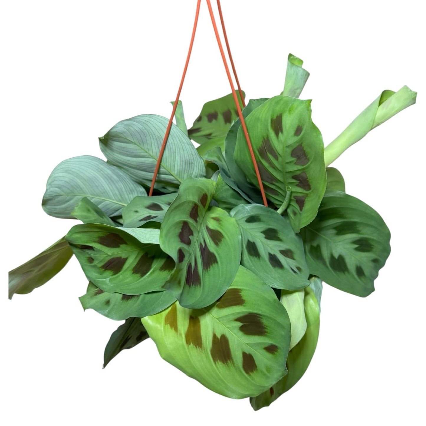 Hopewind Plants Shop Live Plant, Green Maranta Prayer Plant, Pet-Friendly, Air Purifying, Gorgeous Live Indoor Plant, Easy to Care and Rare Variety 6 inch Pot