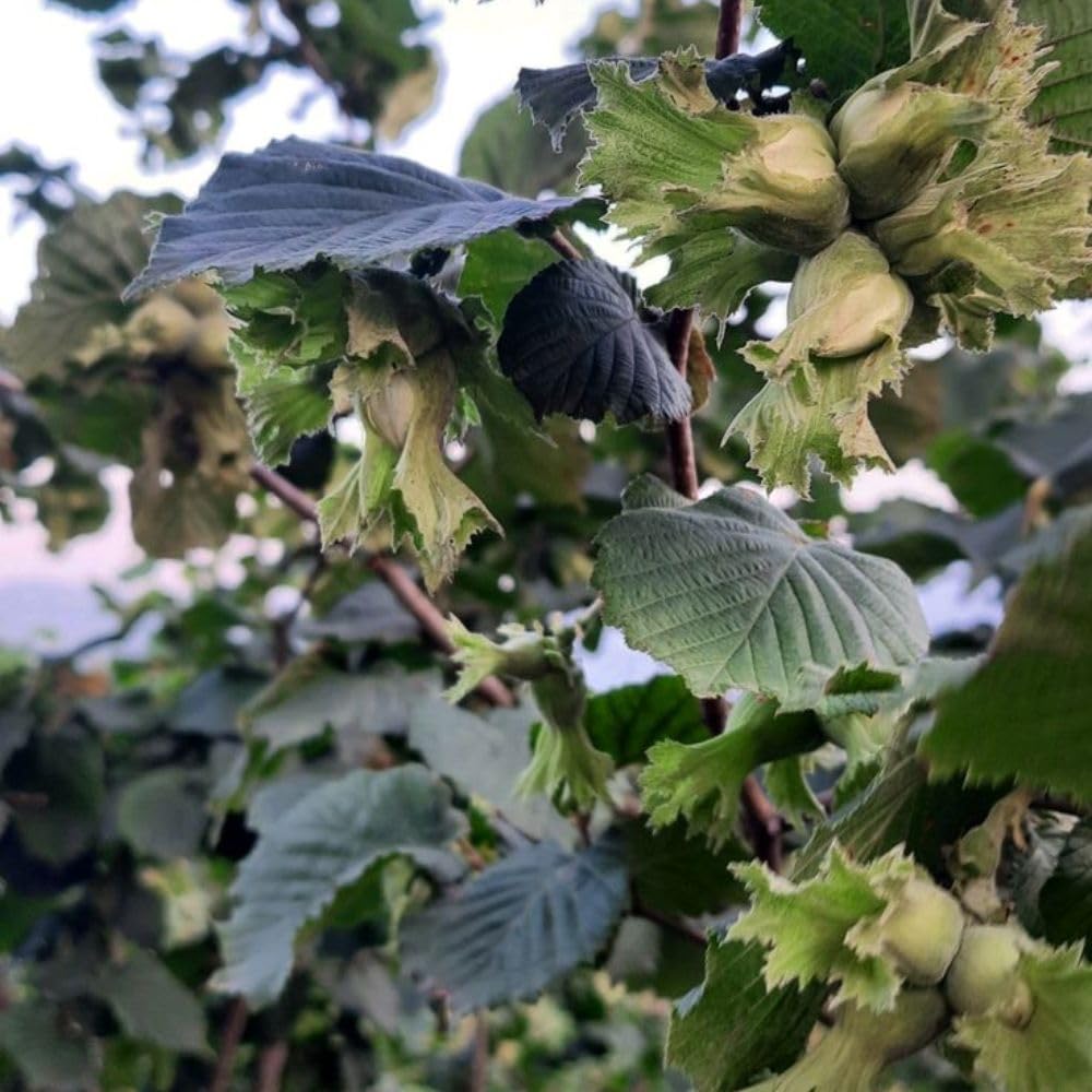 American Hazelnut Tree Live Plant, 2-3 Feet Tall, Edible Hazelnut Tree Plant in 3 Gallon Pot, No Shipping CA