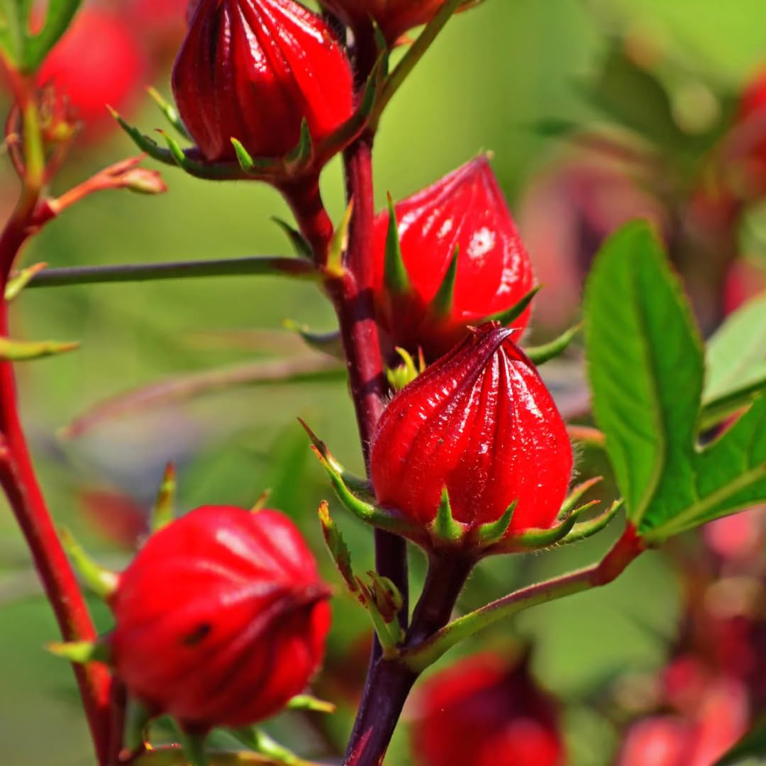 Pack of 4 Live Cranberry Hibiscus Plants, 4–6 Inches Tall, Flowering Plants for Indoor and Outdoor Planting