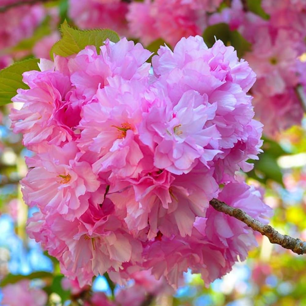 Cherry Blossom Tree Live Plant, 8-12" Tall, Ornamental Flowers for Outdoor Planting, in Pot (Double Pink Cherry)