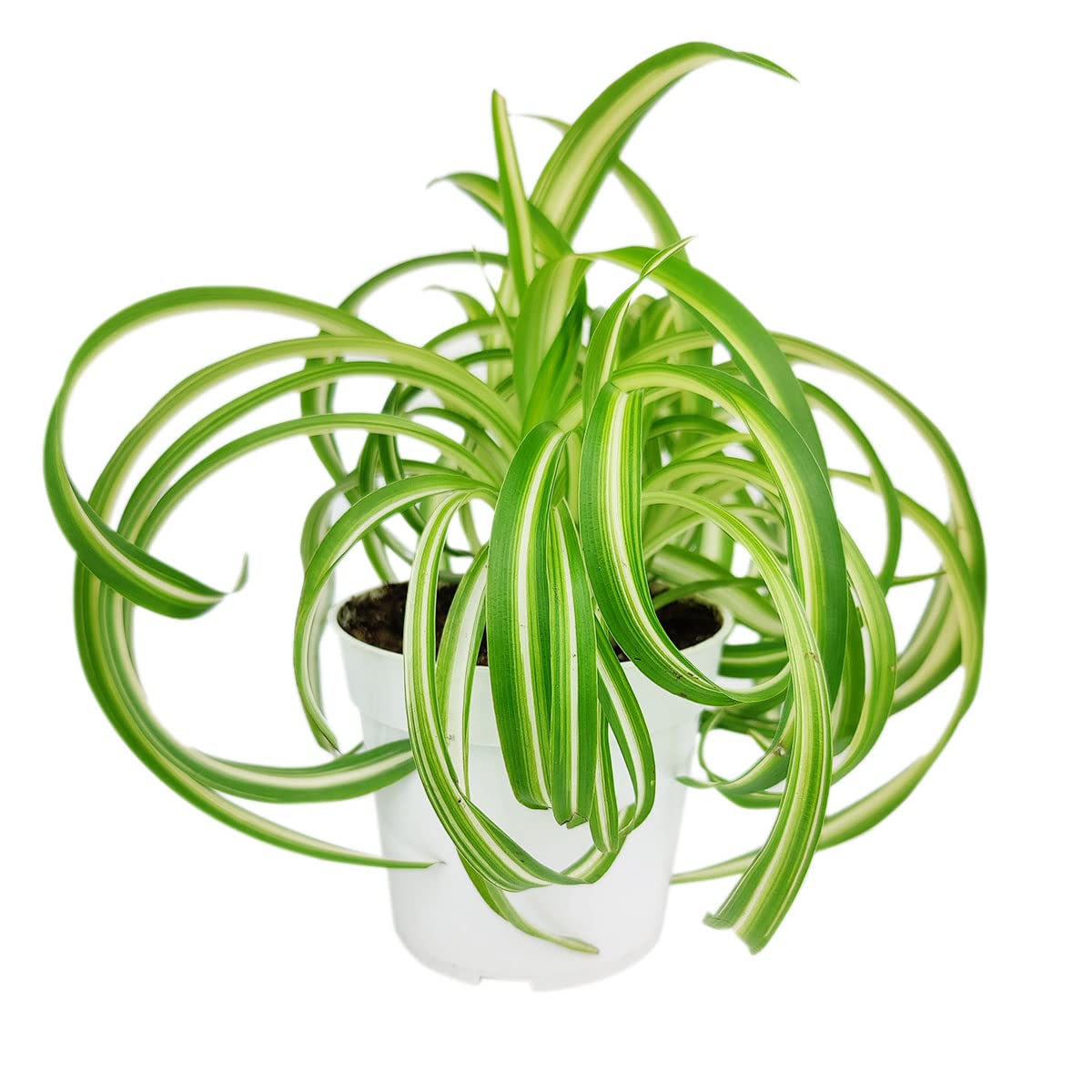Live Houseplant 4" Bonnie Curly Spider Plant - Easy Care Indoor Plant - House Plants Indoor Live - Low Light HousePlants - Plants Live Houseplants - Air-Purifying Houseplant for Home Decoration