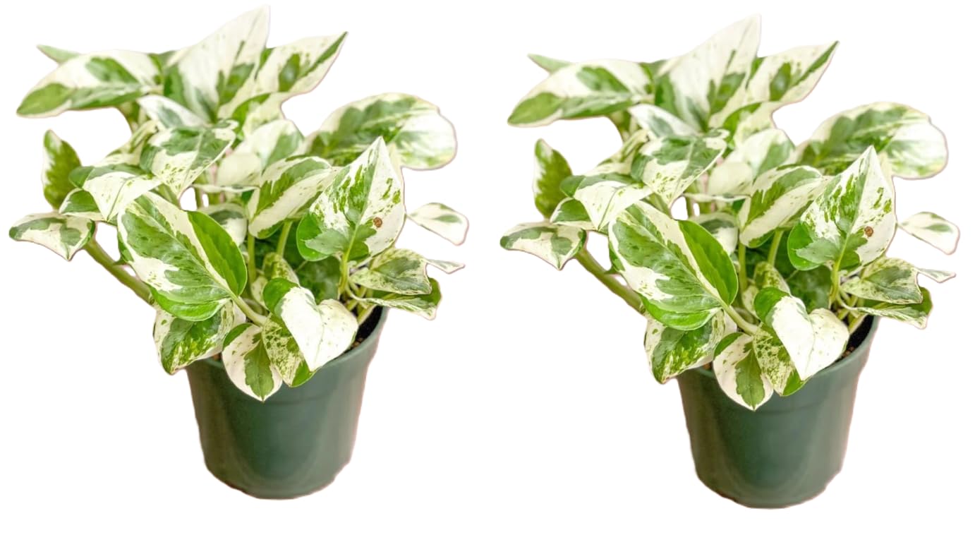 Live Tropical Pothos Plant Pearls & Jade, (2 Pack) in 3-inch Pot, NO Shipping to CA