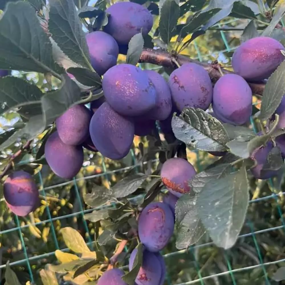 Purple Plum Tree Plant, 3 to 4 Ft Tall, Sweet Plum Fruits Live Plant for Planting Home Garden, Cold Hardy, Bareroot, Dormant