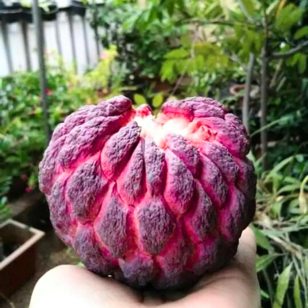 Red Sugar Apple Plant Live for Planting 2-3 Feet Tall, 3 Gallon Pot, Annona Squamosa Sugar Apple Tree Live Plant, No Ship to CA