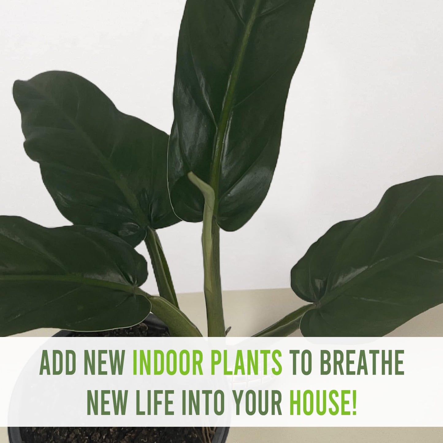 LEAL PLANTS ECUADOR Philodendron SP Napo (Pack of 2)| Heart-Shaped Green House Plant for Indoor Decor | Live Tropical Plant for Home or Office | Elephant Ear Plants