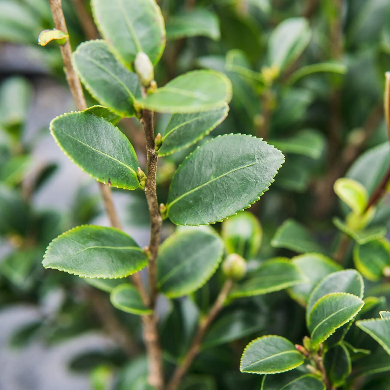 Perfect Plants Yuletide Camellia Bush 3 Gallon | Live Shrub for Outdoor Planting | Beautiful Early Spring Flowers | Red Flower with Yellow Center