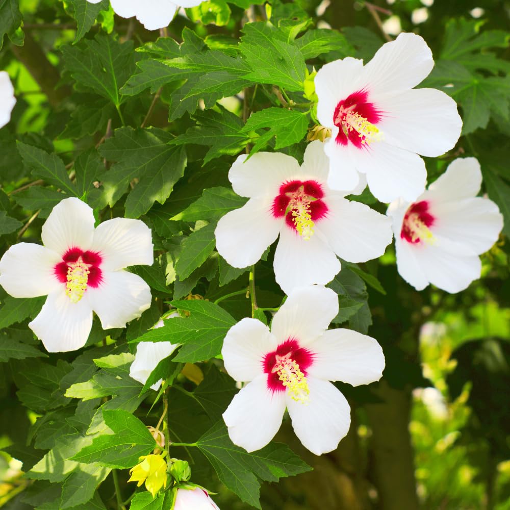 Rose of Sharon Plants Live, Full Rooted from 1.5 to 2.5 Feet Tall, Red White Althea Rose of Sharon Plant, Vibrant Flowers for Summer Color
