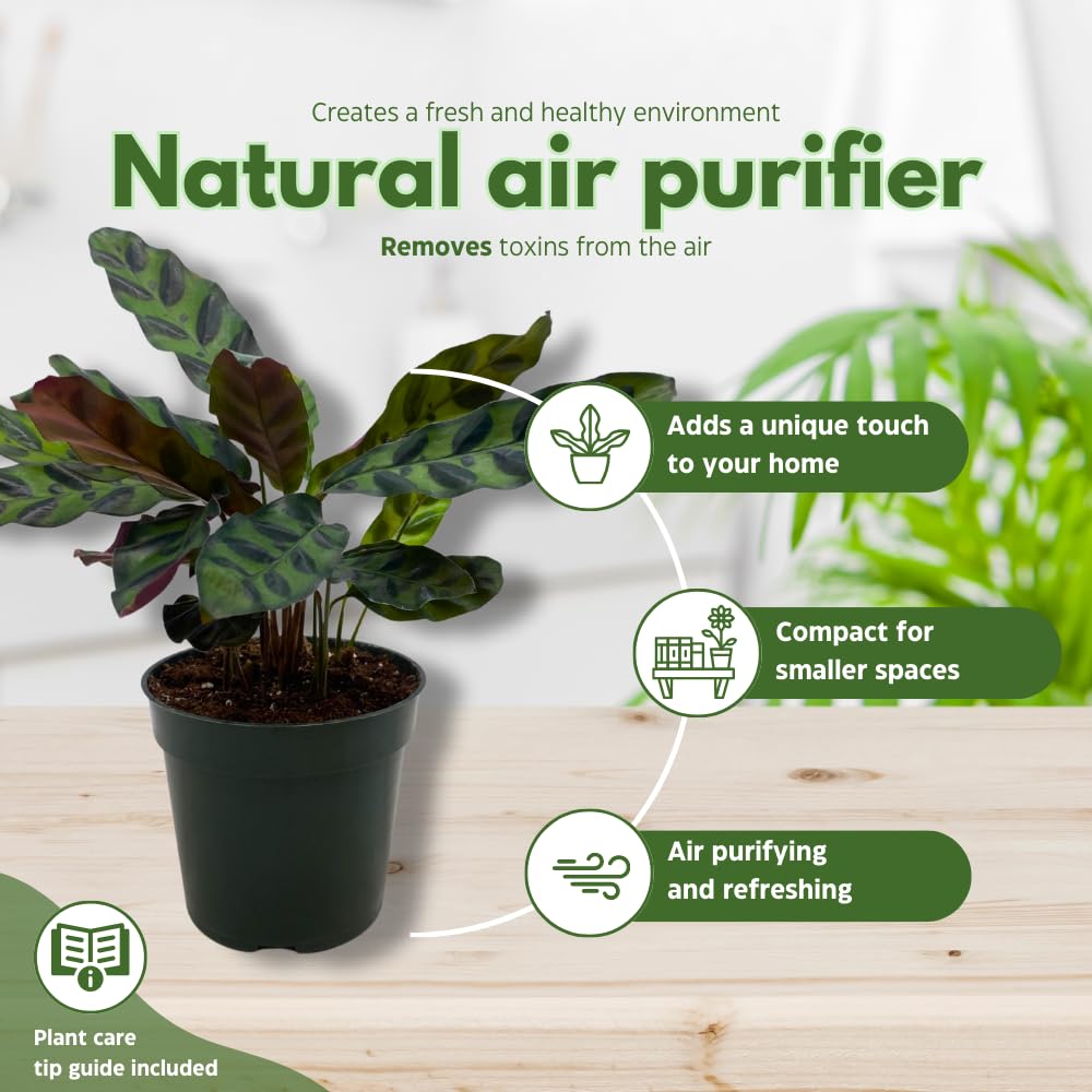Calathea Lancifolia, Rattlesnake, Prayer Plant, Rattle Snake, 4 inch Pot