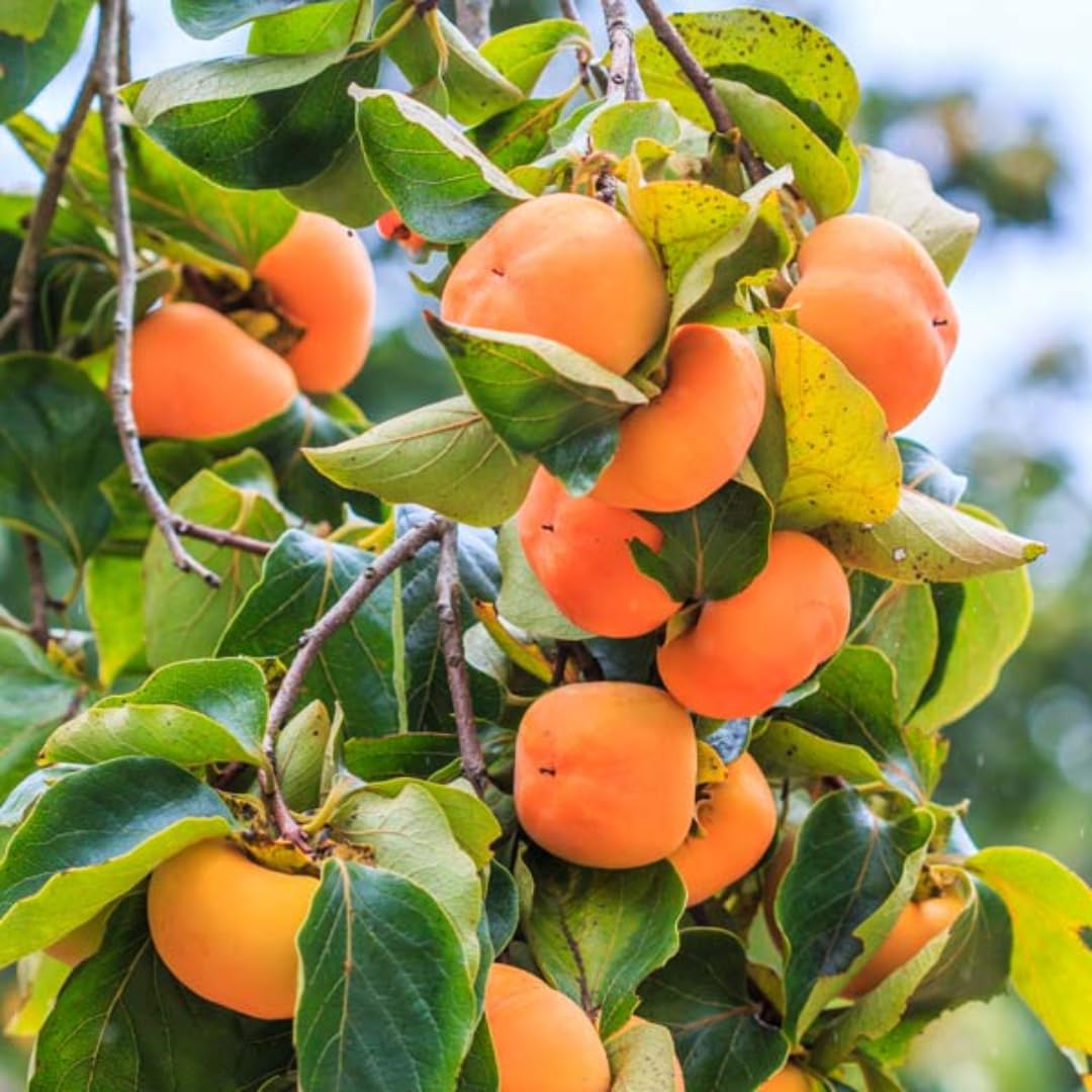 Persimmon Fruit Trees Live Plants, 6-14 Inches Seedlings, Well-Rooted, American Persimmon Tree for Planting Outdoor, Zones 7-9, No Leaf, Bare Roots