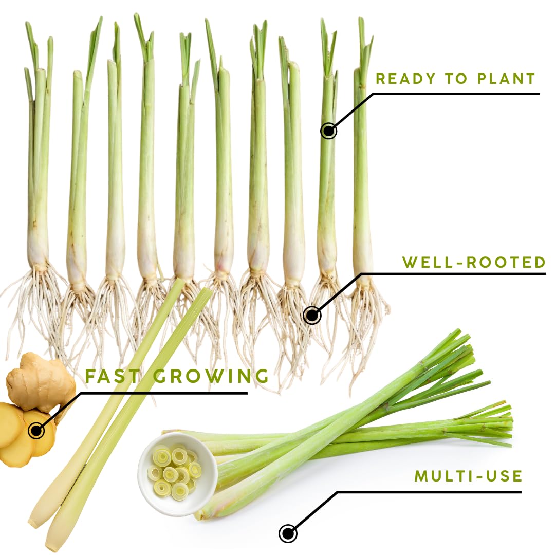 Potted of 2 Lemon Grass Live Plants, Indoor Outdoor Herb Lemongrass Plants Rooted, Lemongrass Stalks Zones 9-11