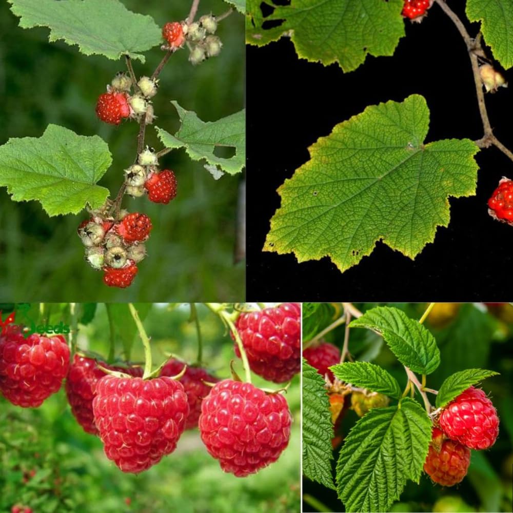 2 Raspberry Plants Live, 4-6'' Tall, Raspberry Trees, Raspberry Fruits Trees for Outdoor Planting, 1 Year Old (Glencoe Thornless)