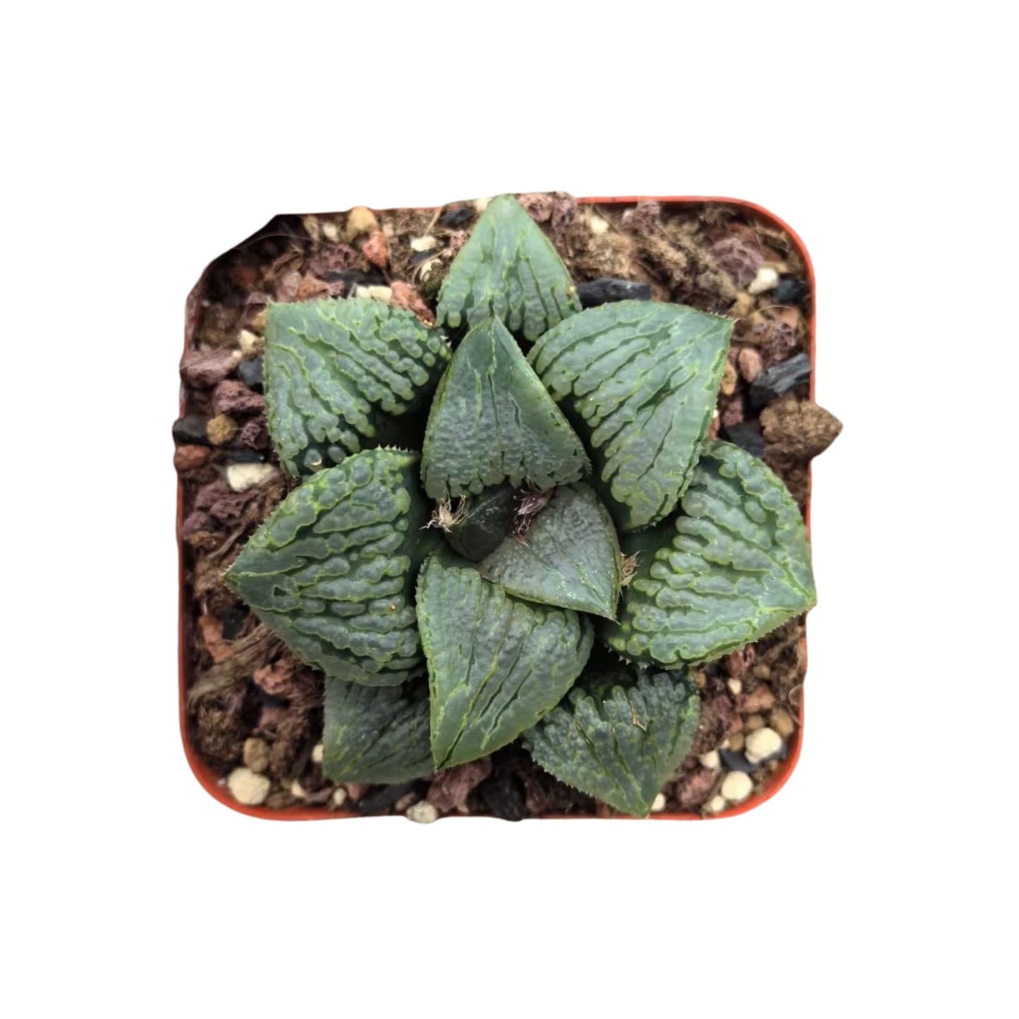 Haworthia Comptoniana Hybrid ‘Marilyn’ – Rare Succulent Plant – Unique Windowed Rosette – Live Indoor Plant – Easy Care – 2-Inch Nursery Pot – by 1am Succulents