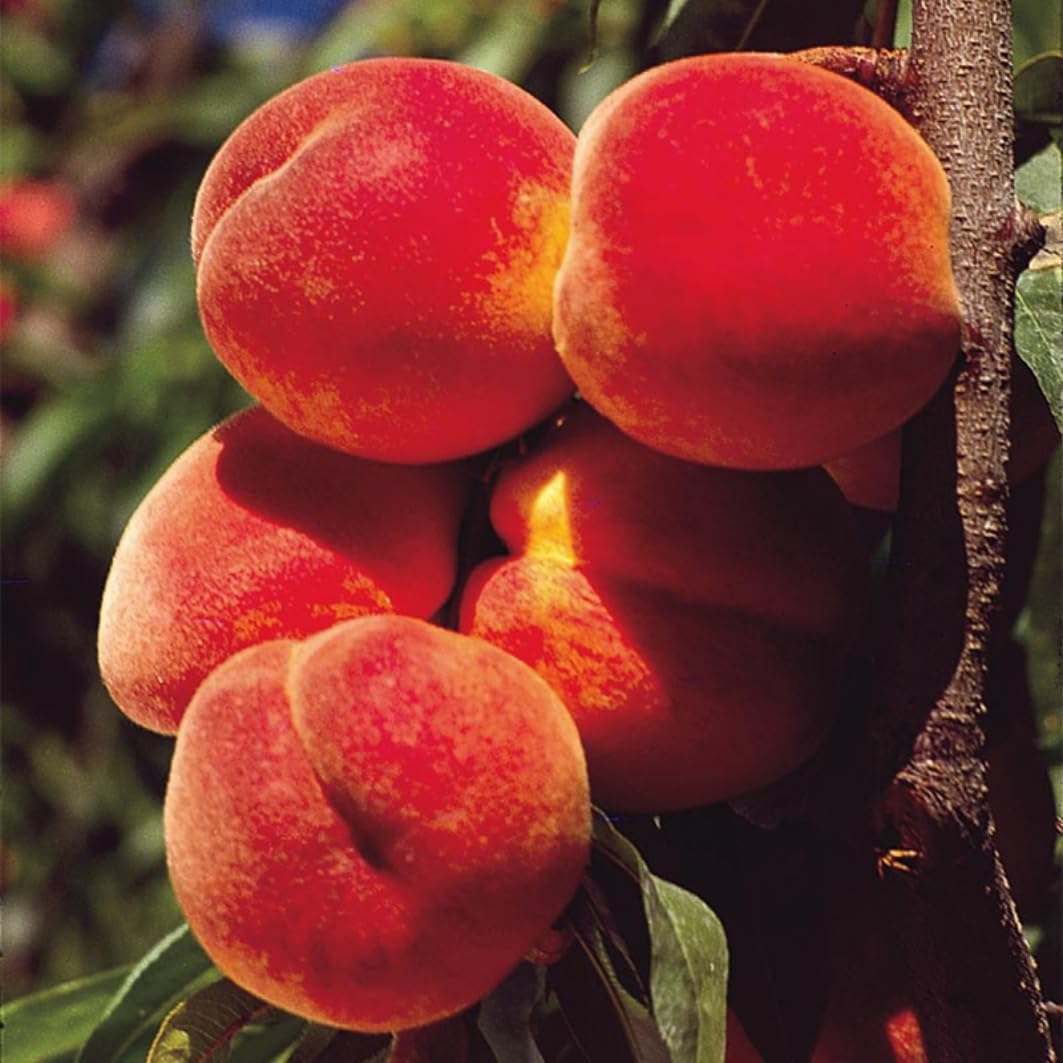 Grafted Yellow Red Peach Tree Live Plant, Well Rooted Peach Plant 1 Feet Tall for Planting Outdoor, Dormant, Ready to Bear Fruit Within 1-2 Years, No Pot