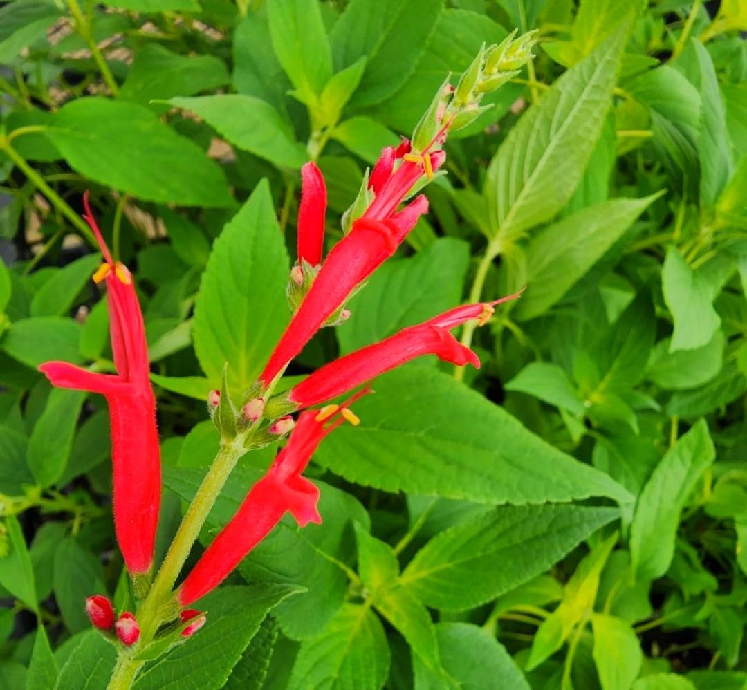 Greenwood Nursery: Live Perennial Plants - Pineapple Sage + Salvia Elegans - [Qty: 2X Pint Pots] - (Click for Other Available Plants/Quantities)