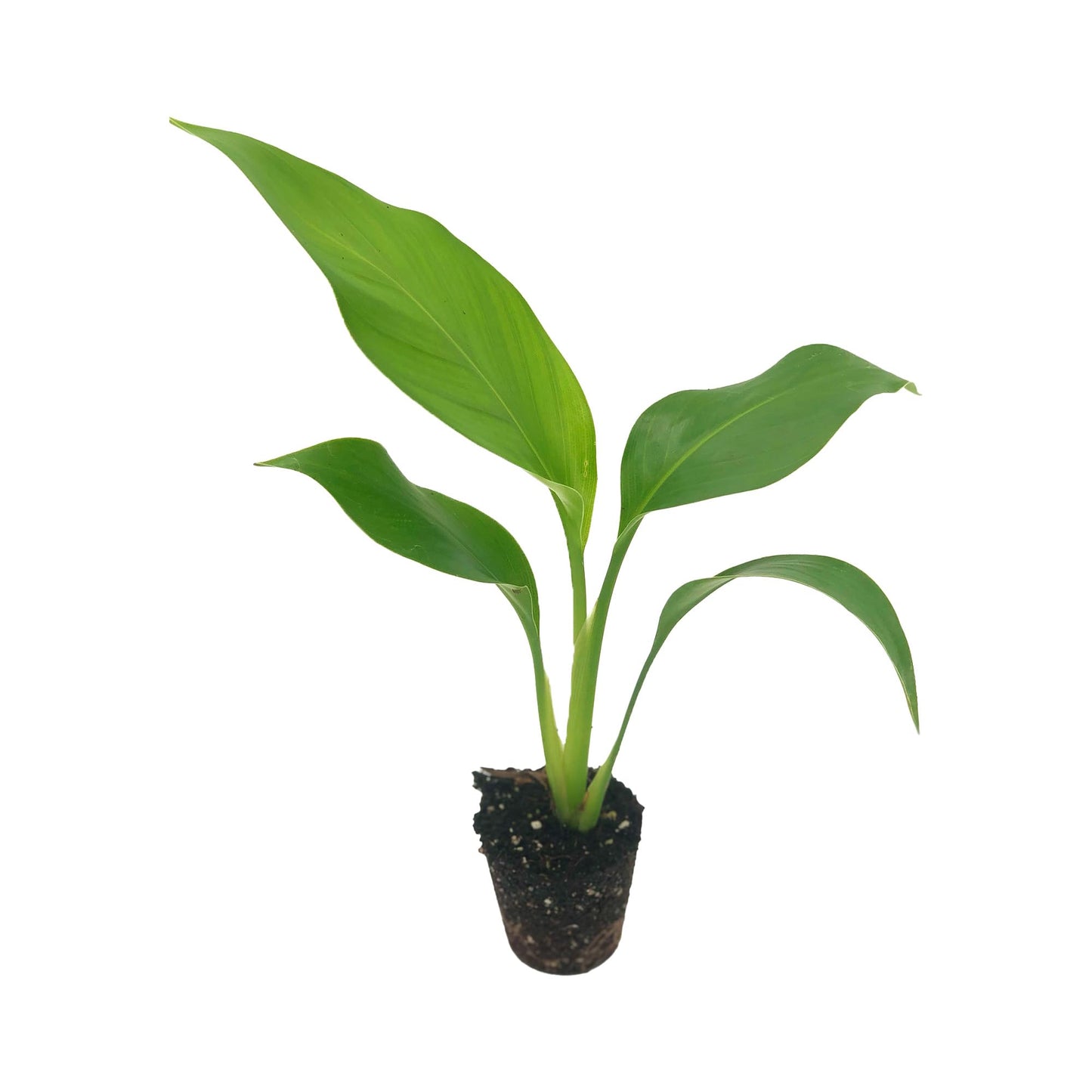 Live White Birds of Paradise Plant - 'White Birds of Paradise' Strelitzia nicolai - ragnaroc Tropical Plant 6-10” Tall - 1ct - Live Arrival Guaranteed - House Plants for Home Decor & Gift