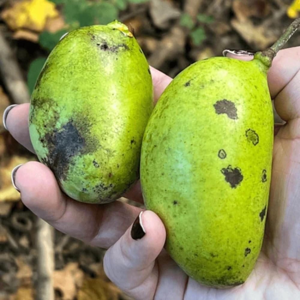 Sets 2 Pawpaw Trees Live Plants 1 Year Old, 7 to 12" Tall Established Roots, Paw Paw Banana Tree Plant Live, Pawpaws Plant for Growing Outdoor