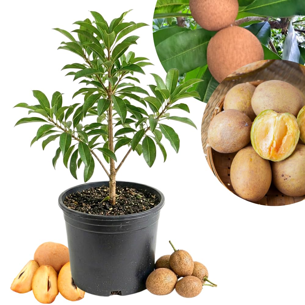 Sapodilla Tree, Sweet Tropical Sapote Fruit Tree Live Plant, 2-3' Tall in 3 Gallon Pot for Planting, No Ship to CA