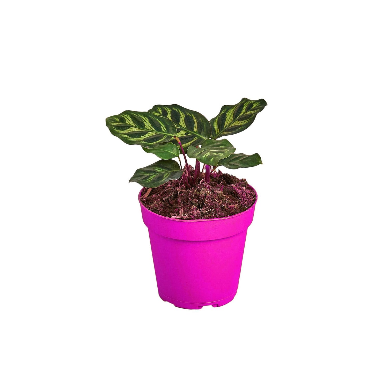 7 Pack Calathea 'Makoyana' - 6" Pot in 6in Pot - Live Tropical Houseplant - Easy to Grow | Air Purifying | Pet Friendly | Variegated | USA Growers | The Snobby Leaf