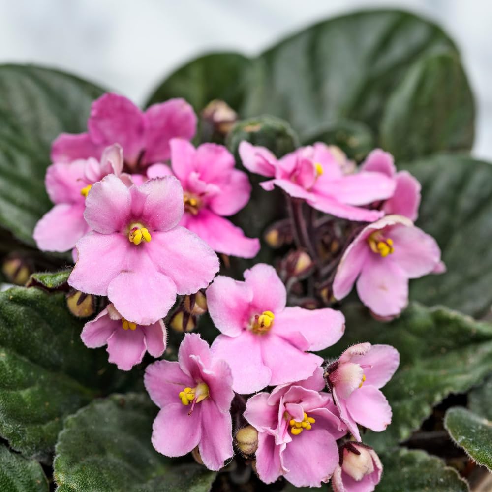 African Violet Live Plant in 4 Inch Pot, Flowering Houseplant, Easy Care Indoor Plant with Vibrant Blooms (Light Pink African Violet)