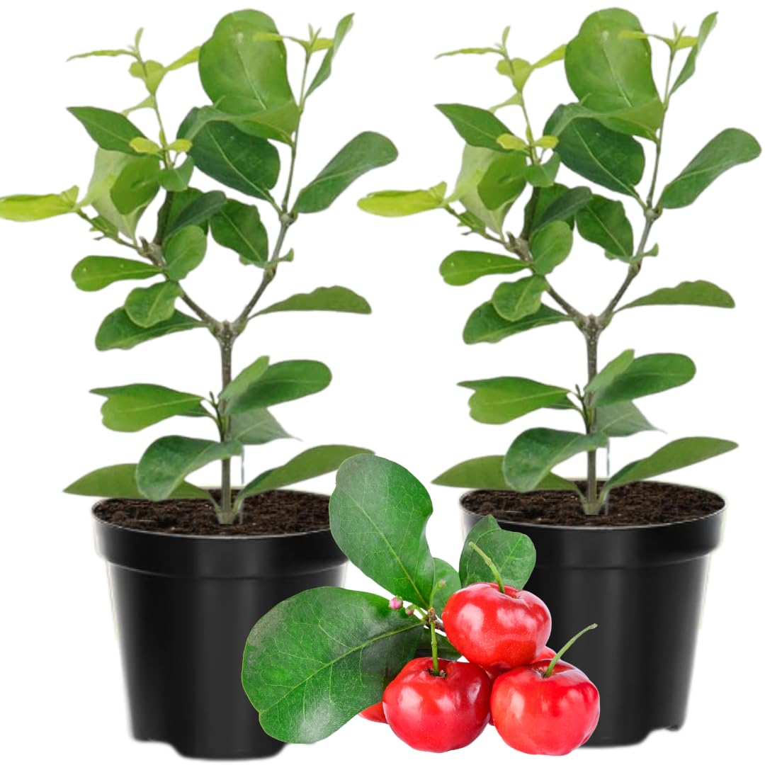 2 Dwarf Barbados Cherry Trees Live Plants 5-9 Inch Tall, Acerola Barbados Cherry Plant Live for Planting Ornamental Garden, No Pot