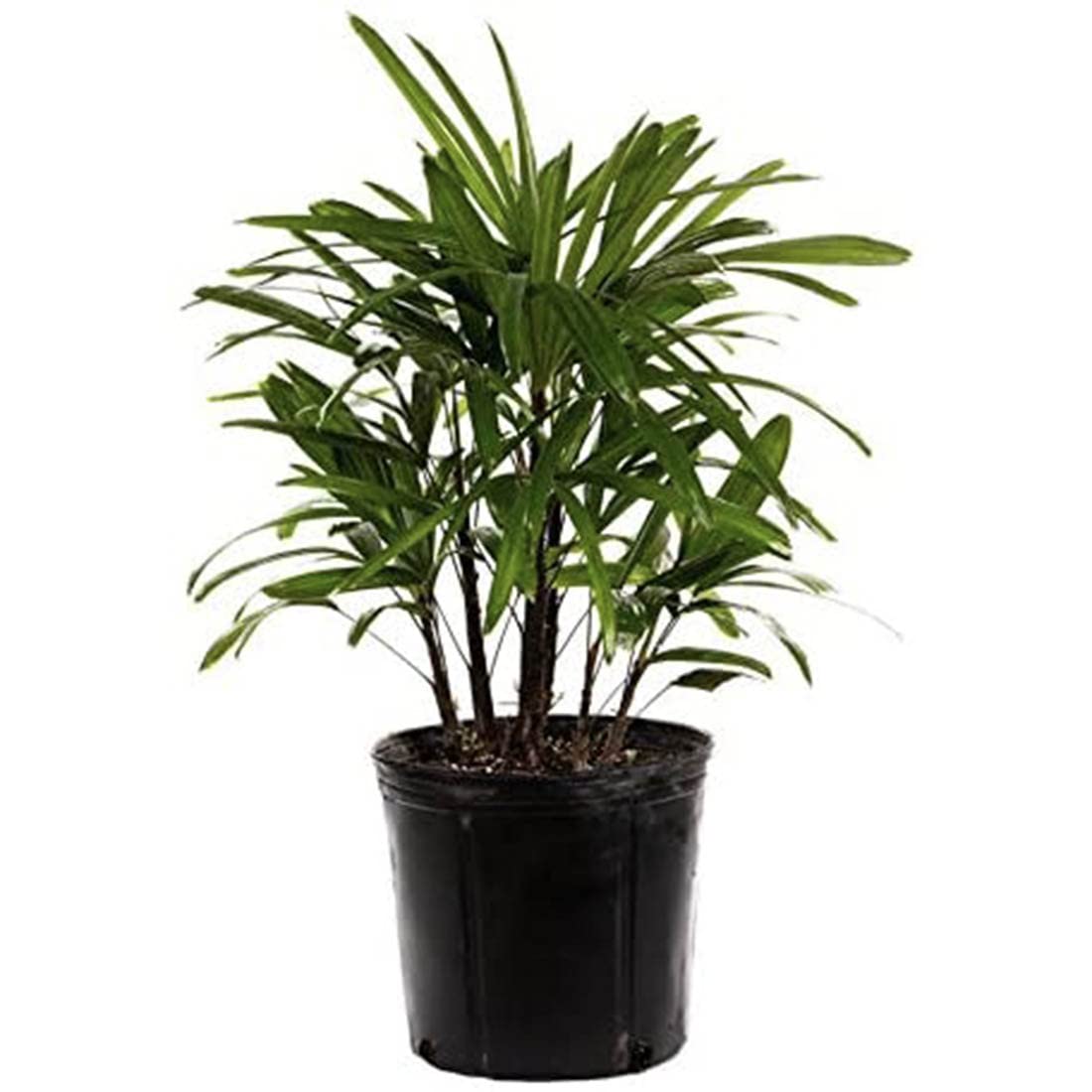 American Plant Exchange Lady Palm – 10-Inch Pot – Live Easy Care Indoor Houseplant, Air-Purifying, Low-Light Tropical Palm for Home, Office, Apartment, and Indoor Décor