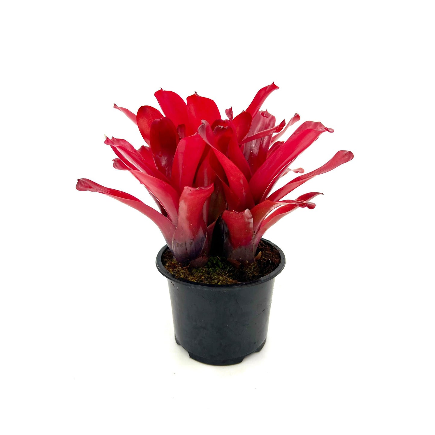 ragnaroc Live Plants - Bromeliad Neoregelia 'Super Fireball', 10-12" in 6" Pot - 1ct - Live Arrival Guaranteed - House Plants for Home Decor & Gift