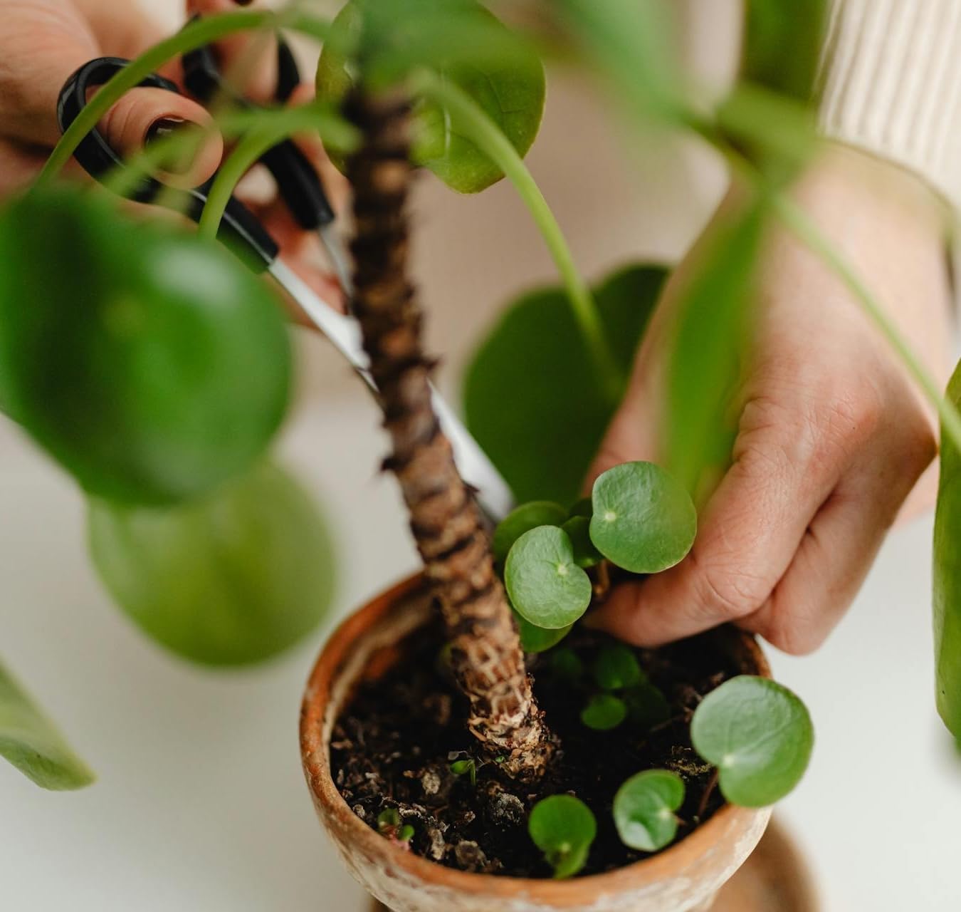 ragnaroc Chinese Money Plant Live – Chinese Money Tree – Pilea Peperomioides – 2” Plug Starter Plant – Easy Care Indoor House Plant – Unique Round Leaf Indoor Plant for Home & Office Decor