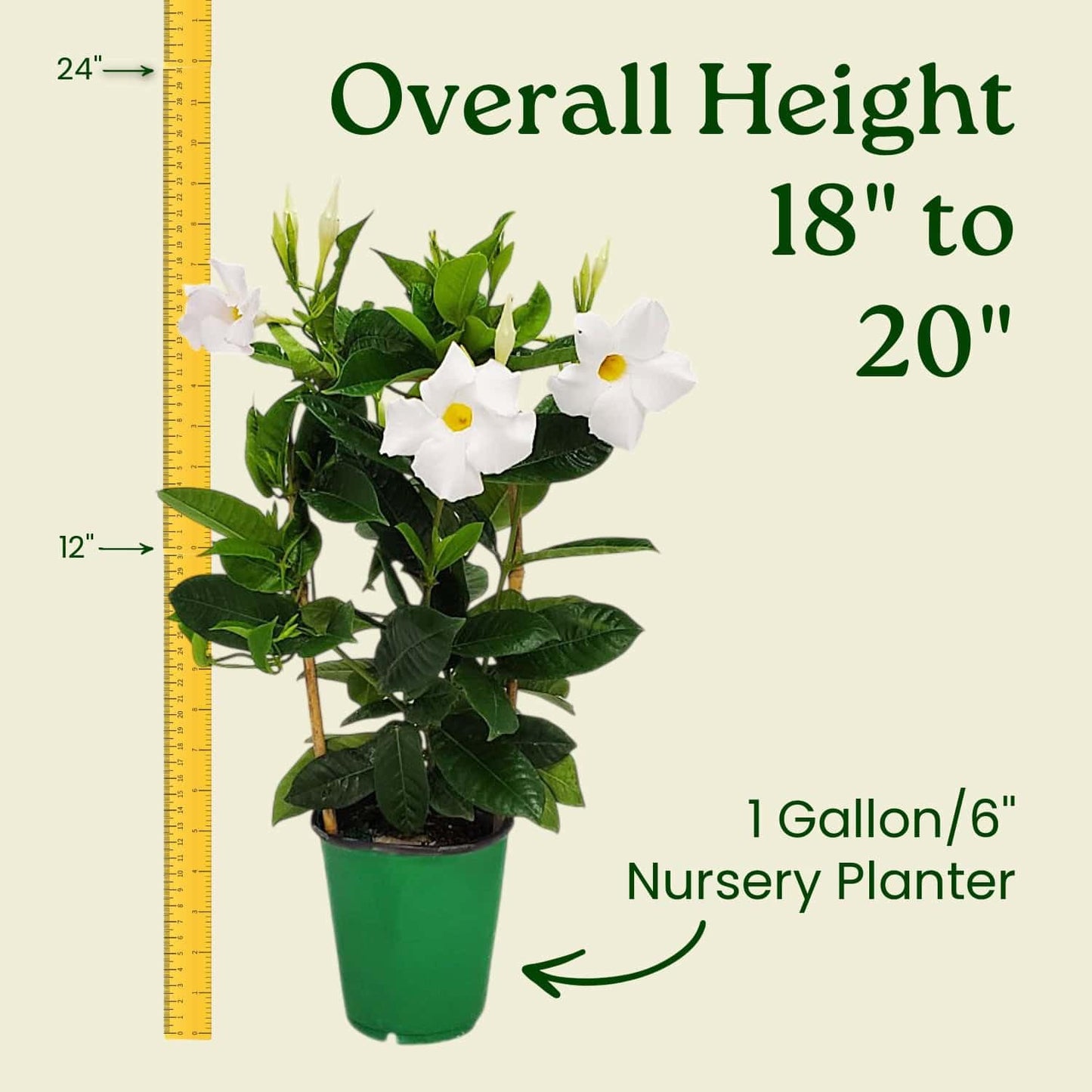 Tropical Plants of Florida White Mandevilla Trellis Live Plant - 1 Gallon 18 to 20 Inch Tall Tropical Flowering Vine Hoop Support Indoor Outdoor Patio Plant
