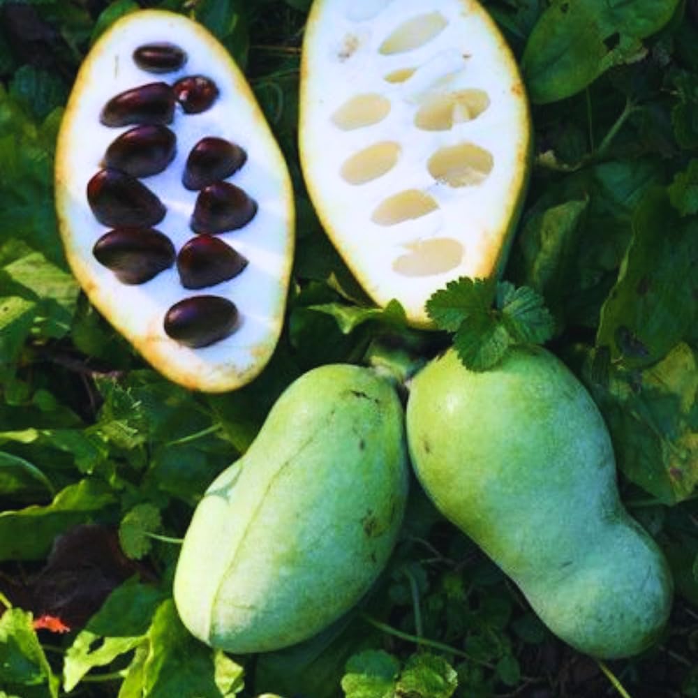 Pawpaw Tree Live Plant, Paw Paw Trees Plants Live in Quart Pot, Asimina Triloba Trees for Planting, 6-12" Tall Live Plants