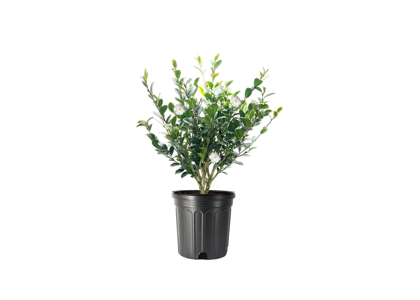 Camellia Sasanqua Mine-No-Yuki I 3 Extra Large Trade 3 Gallon Plants I White Flowering Snow-White Blooms, Live Plant for Gardens & Landscapes, Winter Blooming Elegance for Year-Round Greenery