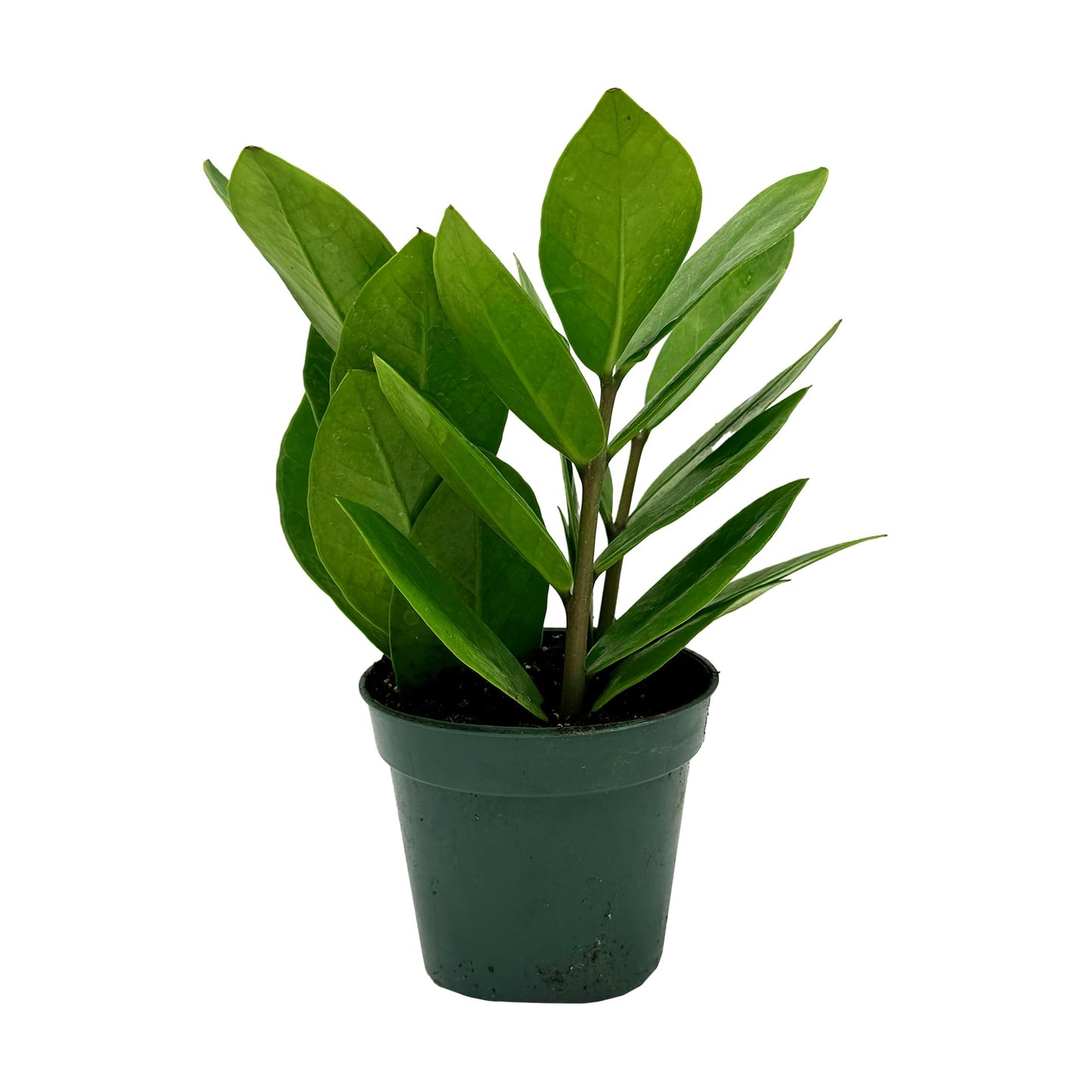 Live ZZ Plant - Zamioculcas zamiifolia - ragnaroc Tropical Plant 6-12” Tall - 1ct - Live Arrival Guaranteed - House Plants for Home Decor & Gift