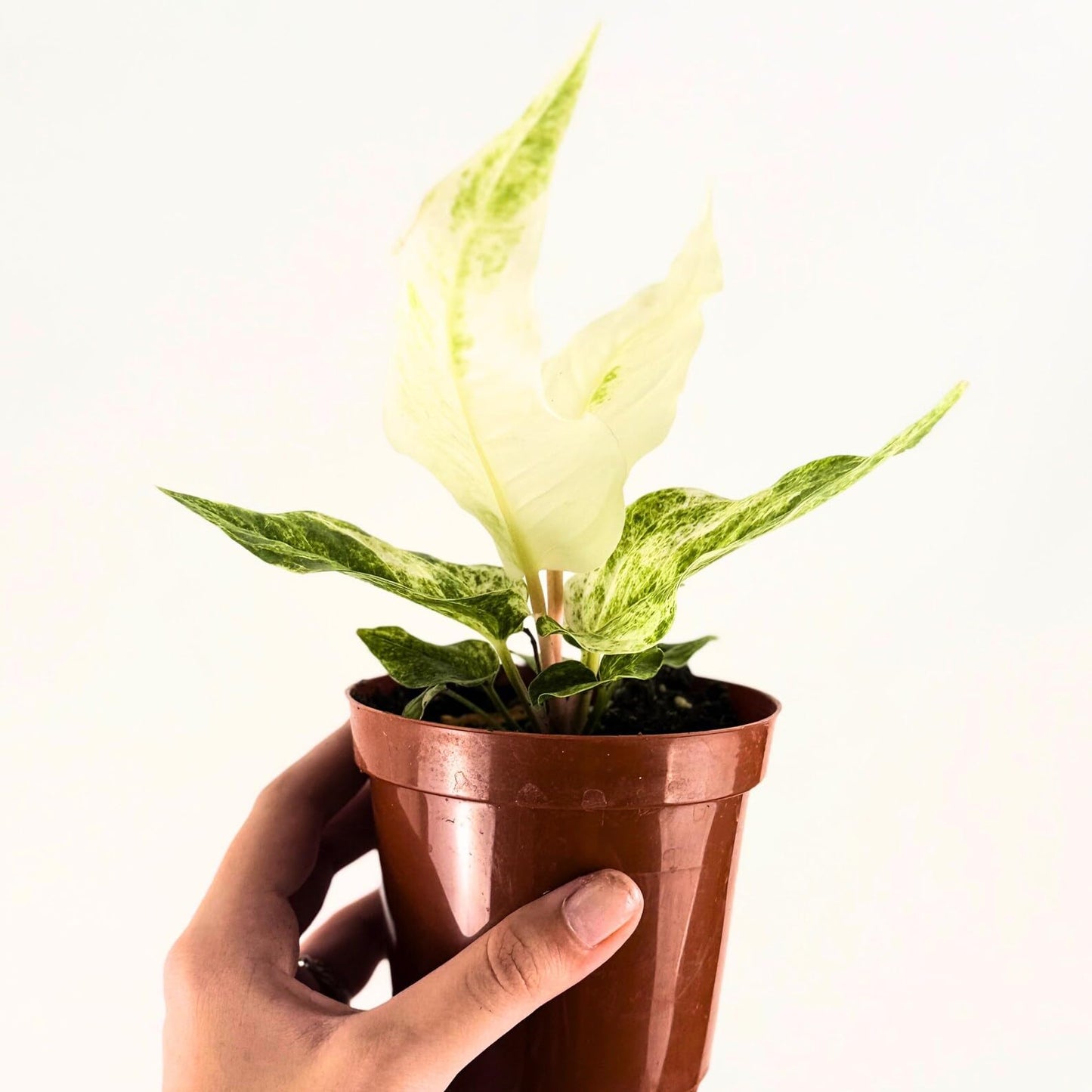 Anthurium Hookeri Variegated Live Plant – Rare Variegata Anthuriums Live Plants - Indoor Tropical Houseplant, Easy Care Gift for Home & Garden Decor (Heat Pack Included)