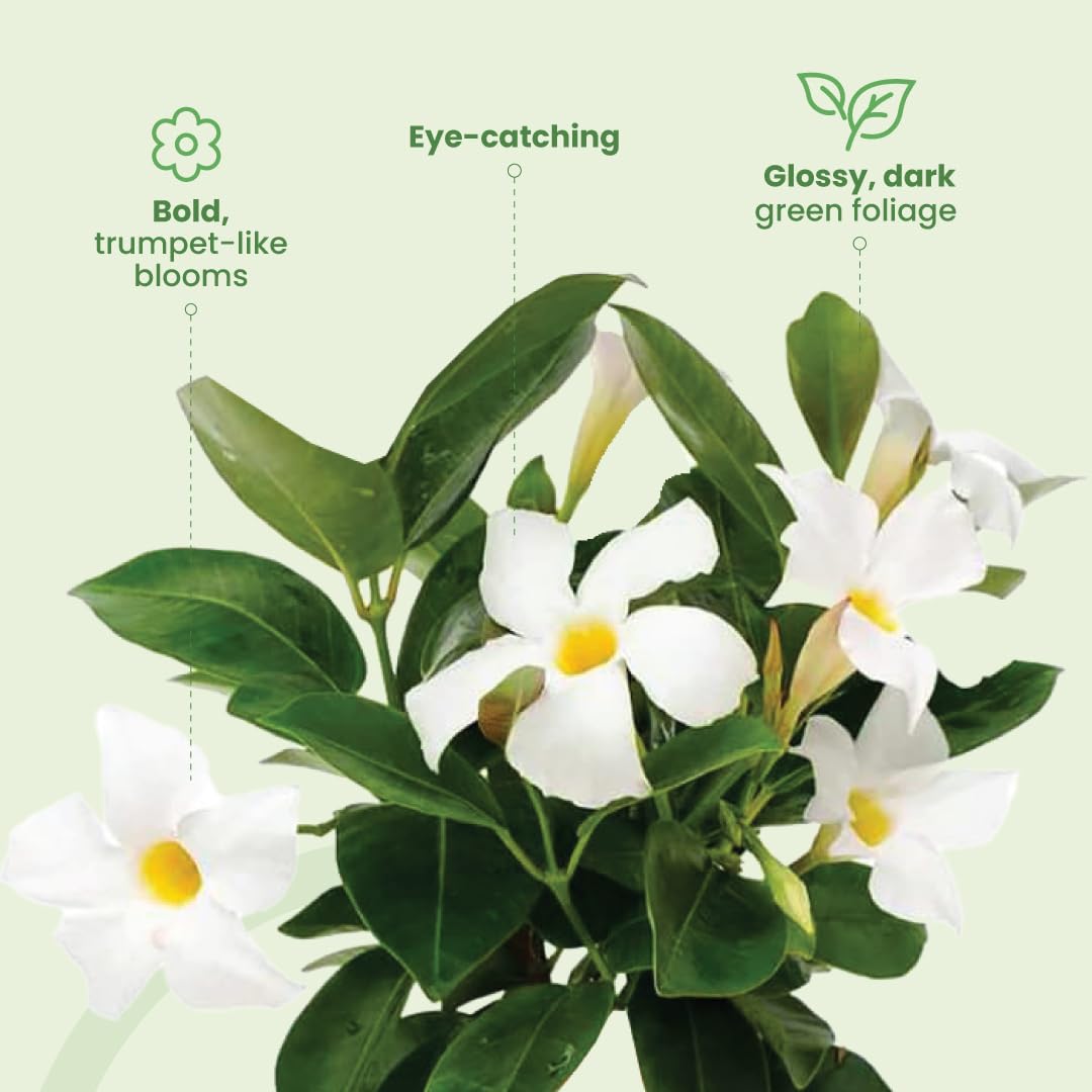 American Plant Exchange Dipladenia Bush 'White', 6-Inch Pot, Continuous Blooms, Easy-to-Care Live Plant for Indoor & Outdoor Use, Flowering Shrub Perfect for Landscapes, Container Gardens & Patios