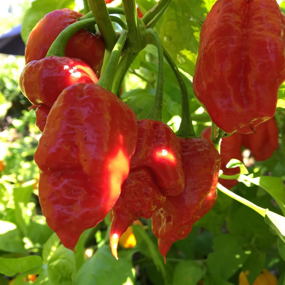 Bhut Jolokia Chile Ghost Pepper Plant Live in 2.5 Inch Pot for Planting Outdoor
