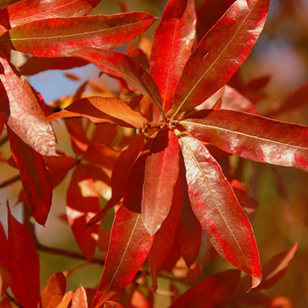 2 Live Willow Oak Plant, Willow Oak Shades Plant Live 6-10 Inches Tall, Oak Trees for Planting Outdoor Garden