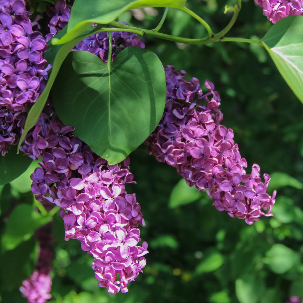 Purple Old Fashion Lilac Tree Live Plant, Lilac Bushes Live Plant, 20 to 30 Inc Tall, Bush Flower Plants