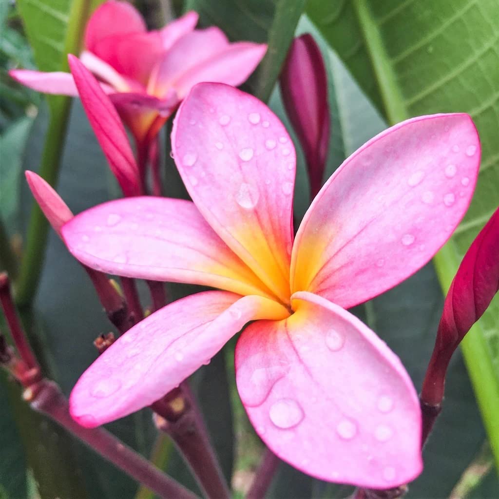 Pink Plumeria Plant Cuttings Live Hawaiian Tropical Plants 9-12 inches Long 1 Pack Discount Hawaiian Gifts