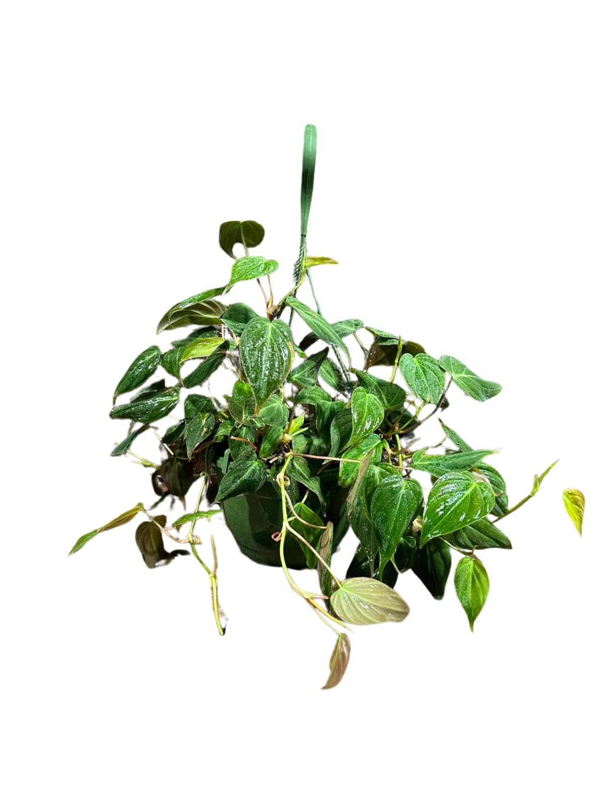 Philodendron Micans Hederaceum Trailing Vine Plant in a 8" Hanging Basket, Live Houseplant, Air Purifier, Easy Care Tropical Plant