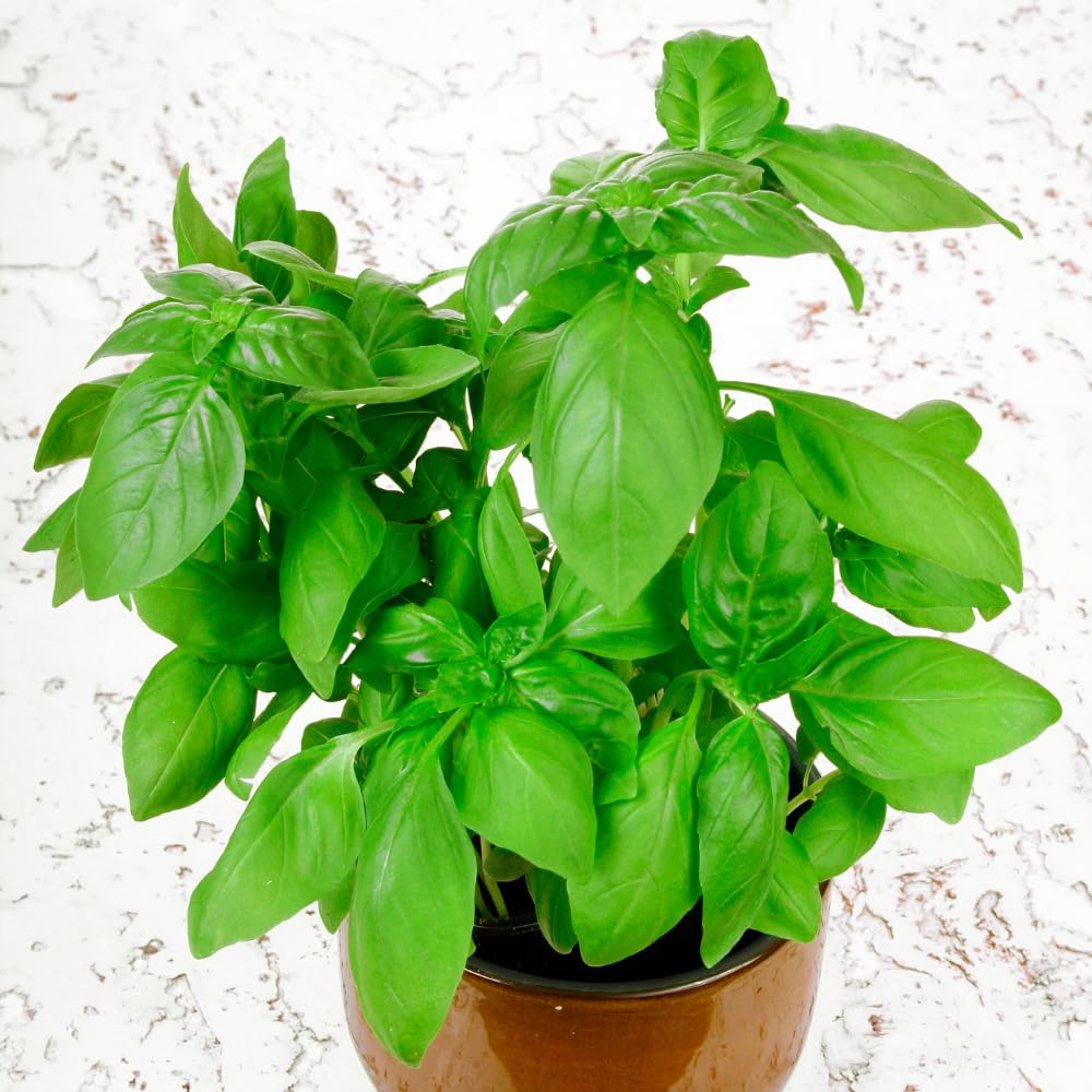 Sweet Basil Plant, 4-6" Basil Plants Live for Planting Outdoor Indoor Garden, Fragrant Herb Plants, 2 Plants Each 4" Pot