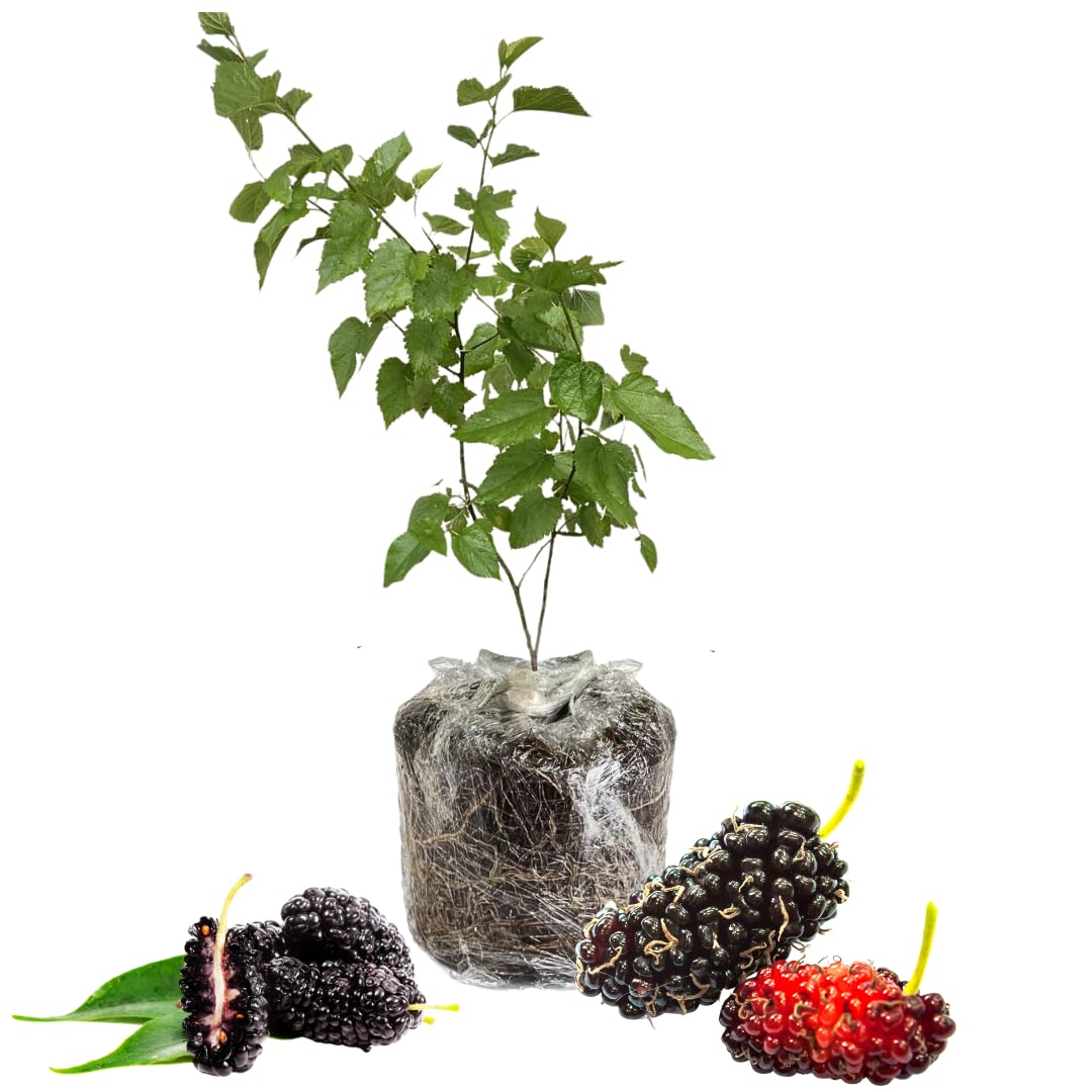 Mulberry Plant Live for Planting 5 to 8 Inch Tall, Sweet Mulberry Fruit Tree, Mulberries Seedling (Dwarf Mulberry)