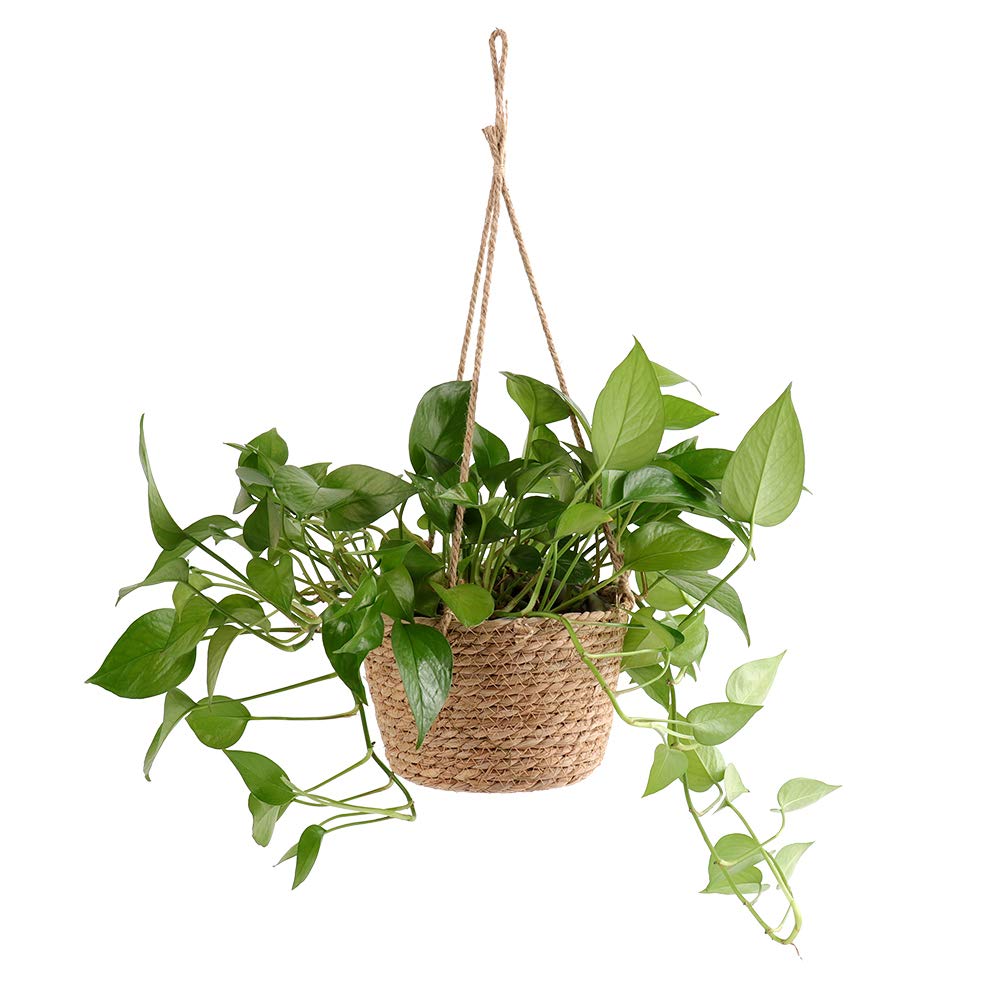 WYSRJ 8inch Jute Rope Hanging Planter Woven Plant Basket Macrame Plant Hangers Plant Holder Basket Decorative Storage Baskets for Plants Pots Home Decor