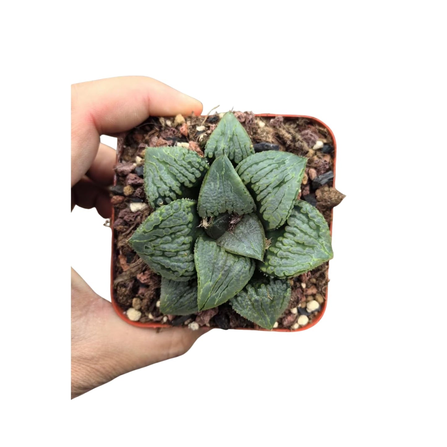 Haworthia Comptoniana Hybrid ‘Marilyn’ – Rare Succulent Plant – Unique Windowed Rosette – Live Indoor Plant – Easy Care – 2-Inch Nursery Pot – by 1am Succulents