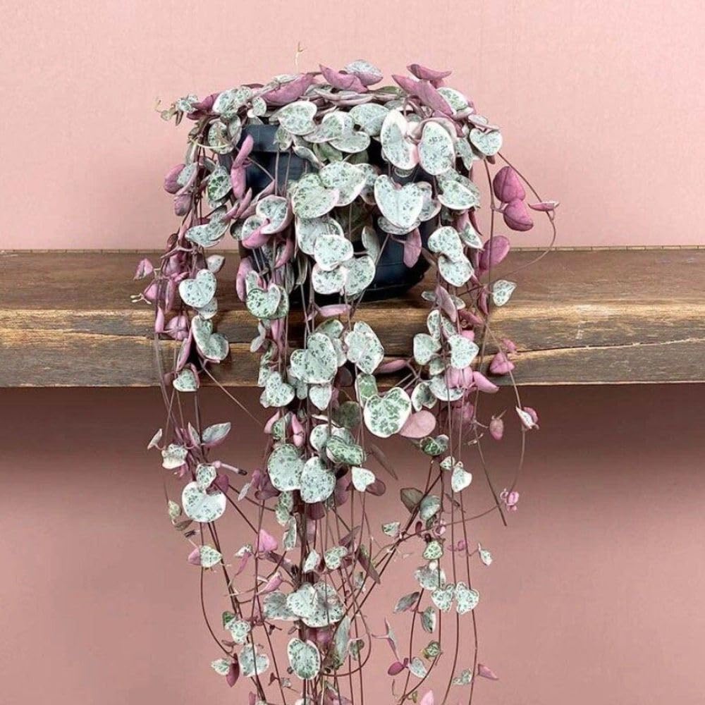 Variegated String of Heart Plant, 2" Pot, Ceropegia Woodii Variegata, Trailing Succulent Vine for Indoor Planting